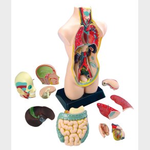 Torso  lr om kroppen (50 cm)