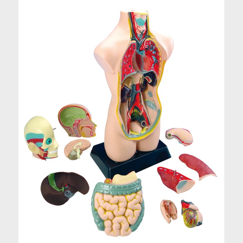 Torso  lr om kroppen (50 cm)